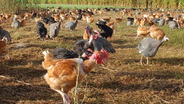 poulets de l'ain