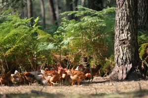 poulets fougères